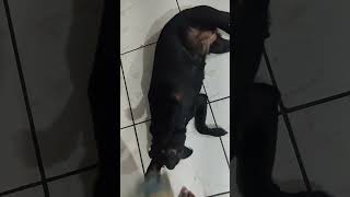 meu cachorro comeu Todo meu dinheiro #shorts