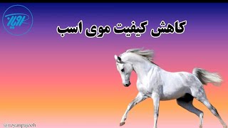 کاهش کیفیت موی اسب