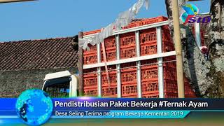 Pendistribusian Paket #Bekerja Bantuan ternak ayam joper