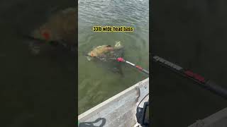 33 lb wide head bass #fishing #bass