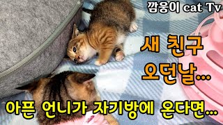 구조한 새끼고양이 홀로 있던방에 새로운 아픈 고양이가 온다면....임보