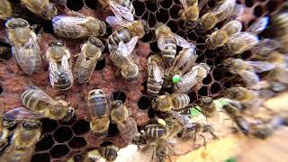 Bienenkönigin am Rumkrabbeln