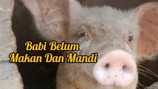 Babi Belum Makan Dan Mandi| Jangan Melihara Babi Kalau Tidak Mau Capek Apalagi  Uangnya Tidak Ada🤪