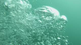 Diving with Seals - Lundy Island 09.09.16