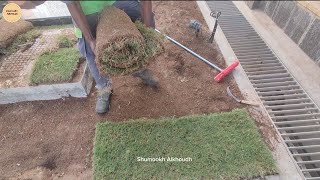 طريقة زراعة وتركيب رولات الثيل او النجيل How to Lay Sod