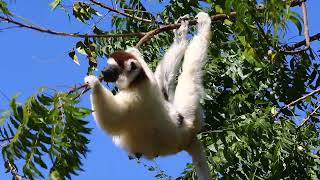 Dancing Sifaka is hanging on a tree and eating fresh leaves. Madagascar.