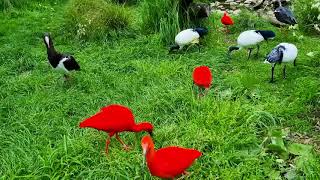 LONDON ZOO-- SCARLET IBIS