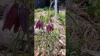 Guinea-hen flower #permaculture #homestead  #gardening #gardenlife