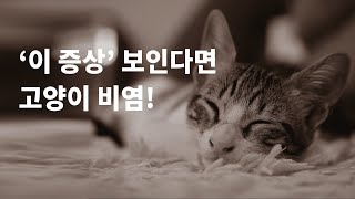 갑자기 콧물이 많아졌다면? 고양이비염 원인과 증상