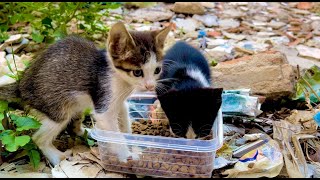 Poor and homeless kittens found them in the waste place, fed them well and took them to the vet