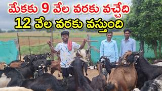 మేకల పెంపకంలో మంచి లాభాలు Varun goat farm @MalleshAdla