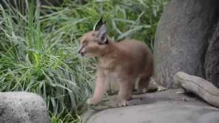 6 week old caracal kittens venturing out for the first time!