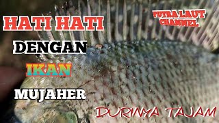 Part 2 Tangkap ikan dengan tangan tanpa alat,harus hati hati karena duri ikan mujaher sangat tajam