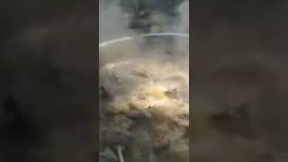 BERBURU BURUNG SINTAR DI PERKEBUNAN KELAPAA SAWIT & LANGSUNG DI MASAK #berburu #berburuburungsintar