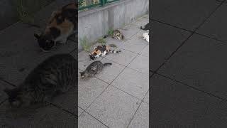 Kedi Aslanın tarafı