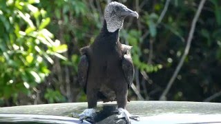 Black Vulture Eating the Rubber on a Vehicle in at West Lake Everglades National Park