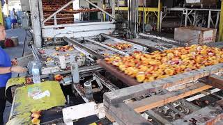 Gleanings Peach Process