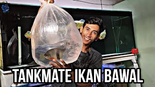 Barter Red feifeng dengan Ikan bawal rare . Tankmate ikan predator aman buat ikan pari.