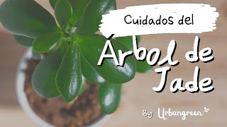 Cuidado del Árbol de Jade (Crassula Ovata)💸 🪴 - Riego, Poda, Enfermedades y mucho más