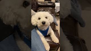 🐻‍❄️🐻‍❄️ Bichon Brothers-Pudgy & Ollie-Ollie relaxing w/ Momma #bichonfrise #bichon #puppy #puppies