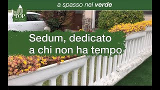 A spasso nel verde | Sedum palmeri