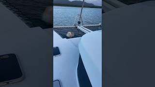 Boat dog life, his toilet has the best view. #pomeranian #dog #boatdog #sailing