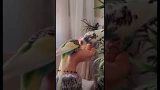 ياقلبي يا الكياتة 🐦🐤😍#shorts