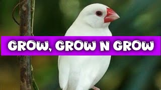 Care Growing Finch Chicks || @menmouji poetry and literature ||