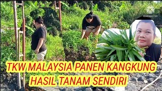 tkwmalaysia panen sayur kangkung di kebun depan rumah