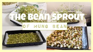 The Bean Sprout of Mung Bean | เพาะถั่วงอก (ฉบับลืมเก่ง) ได้ต้นอ่อน