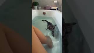 O gato vai pular na água? #shorts