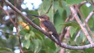 Brown Jacamar (Brachygalba lugubris)