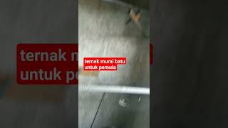 kandang ternak murai batu sederhana #shorts #muraibatu