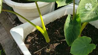 Bangladeshi vegetable garden in Canada, July 15, 2024