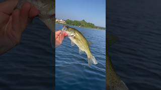 Play Little Bass, by the Lilly pads ￼