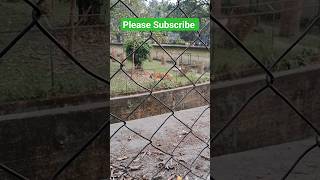 royal bengal tiger | alipore zoo kolkata | alipore zoological garden | kolkata chiriakhana