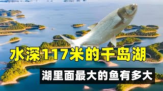 一年出魚800萬斤，水深117米的千島湖，湖里面最大的魚有多大？