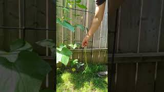 First Harvest huge string of bean #shorts