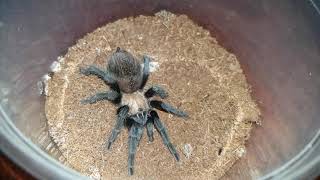 Gorby Exotics - Tarantula Feeding Video 093 (Brachypelma albiceps)