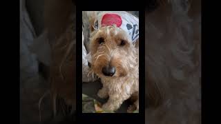 Doodle Doggie Tales- Part 92 “Mr. Cool” #shortsfeed #doglife #shorts #dogshorts #cool #fypyoutube