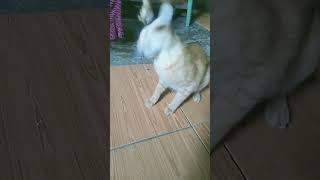 Wkwkwk #shorts #kucing