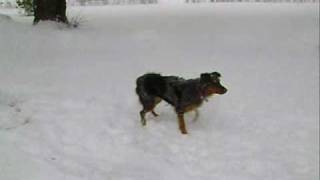 Tess jumping in the snow