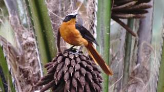 Naturaufnahmen, Weißscheitelrötel. Gambia 2018