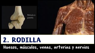 Extremidad inferior --  2. Rodilla