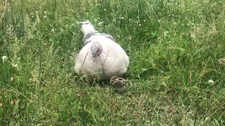 Momma Turkey Tucks Kids In At Night