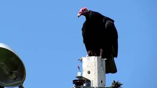 URUBU-DE-CABEÇA-VERMELHA  (Cathartes aura)