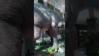 #dinosaur #dino #mall #aroundtheworld #toddler #viral #trending #beta #shorts