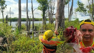 Seperti Narik Onta Perlawananya kuat sekali II Mancing Toman Besar