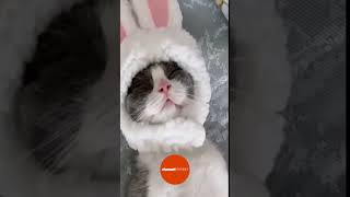 Rabbit or Cat? 😂🥺