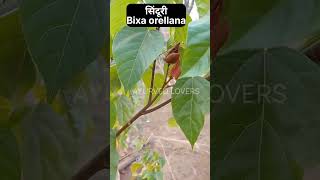 सिंदूर और सिंदूरी अलग है।सिंदूरी Bixa orellanaAyu#ayureel#ayurved#ayurveda#dravyaguna#medicinalherb